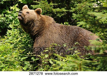 Stock Photo - Close-up of Brown bear (Ursus arctos) in forest, Bavarian Forest National Park, Bavaria, Germany . Fotosearch
