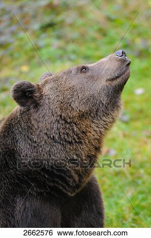 Stock Photograph - Close-up of Brown bear (Ursus arctos) in forest, Bavarian Forest National Park, Bavaria, Germany . Fotosearch
