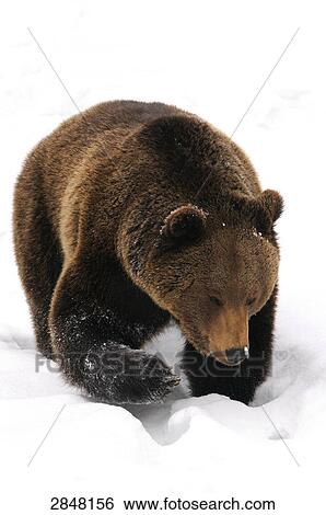 Stock Photograph - Close-up of Brown bear (Ursus arctos) walking in snow, Bavarian Forest National Park, Bavaria, Germany . Fotosearch