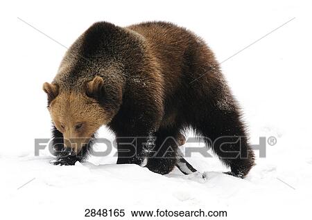 Stock Photography - Close-up of Brown bear (Ursus arctos) walking in snow, Bavarian Forest National Park, Bavaria, Germany . Fotosearch