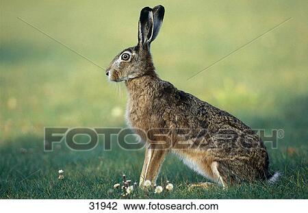 Stock Image - Close-up of Brown Hare (Lepus europaeus) in field, Bavarian Forest National Park, Bavaria, Germany . Fotosearch