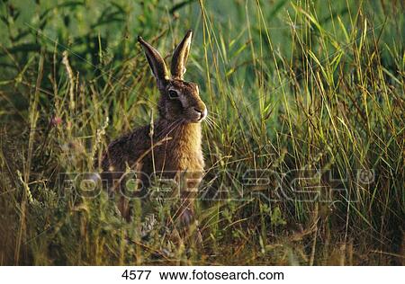 Close-up of Brown hare (Lepus europaeus) in field, Germany View Large Photo Image Stock Photo - Close-up of Brown hare (Lepus europaeus) in field, Germany . Fotosearch