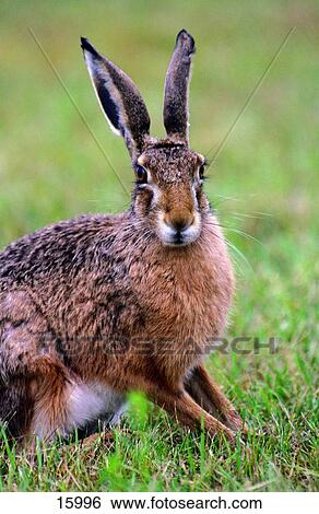 Close-up of Brown Hare (Lepus europaeus) in field, Germany View Large Photo Image Stock Photograph - Close-up of Brown Hare (Lepus europaeus) in field, Germany . Fotosearch