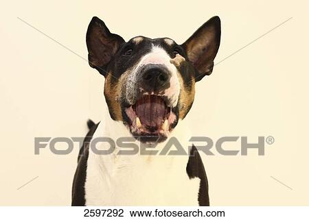 Stock Image - Close-up of Bull Terrier dog barking . Fotosearch