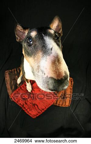 Picture - Close-up of Bull Terrier . Fotosearch