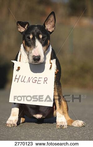 Close-up of Bull Terrier with hunger sign around its neck View Large Photo Image Stock Image - Close-up of Bull Terrier with hunger sign around its neck . Fotosearch
