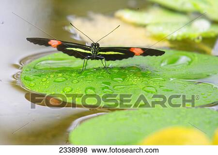 Stock Photo - Close-up of butterfly on leaf in pond . Fotosearch
