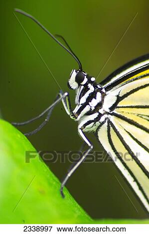 Stock Photo - Close-up of butterfly on leaf . Fotosearch