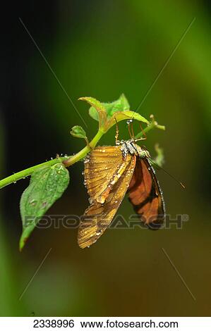 Stock Photograph - Close-up of butterfly on leaf . Fotosearch