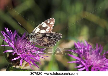Stock Image - Close-up of butterfly perching on flower . Fotosearch