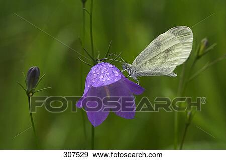 Close-up of butterfly perching on flower View Large Photo Image Stock Photo - Close-up of butterfly perching on flower . Fotosearch