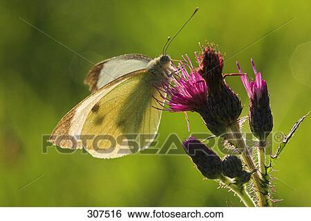 Stock Photograph - Close-up of butterfly perching on flower . Fotosearch
