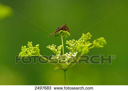 Close-up of butterfly pollinating Cow Parsnip (Heracleum maximum) flower, Austria View Large Photo Image Stock Image - Close-up of butterfly pollinating Cow Parsnip (Heracleum maximum) flower, Austria . Fotosearch