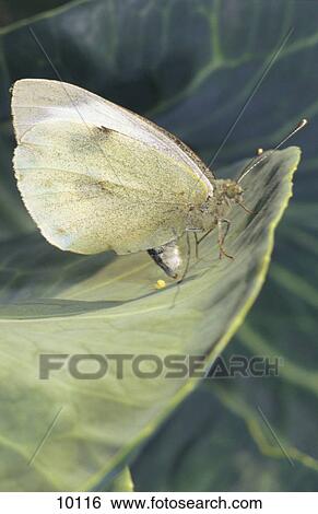 Close-up of Cabbage Butterfly (Pieris brassicae) on leaf, Germany View Large Photo Image Stock Photograph - Close-up of Cabbage Butterfly (Pieris brassicae) on leaf, Germany . Fotosearch