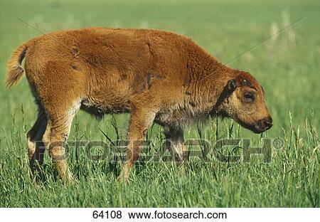 Close-up of calf of American Bison (Bison bison) in field, Grand Teton National Park, Wyoming, USA View Large Photo Image Stock Photo - Close-up of calf of American Bison (Bison bison) in field, Grand Teton National Park, Wyoming, USA . Fotosearch