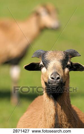 Close-up of cameroon sheep in field, Franconia, Bavaria, Germany View Large Photo Image Stock Photo - Close-up of cameroon sheep in field, Franconia, Bavaria, Germany . Fotosearch
