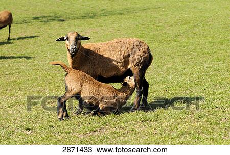 Stock Image - Close-up of cameroon sheep nursing its lamb in field, Franconia, Bavaria, Germany . Fotosearch