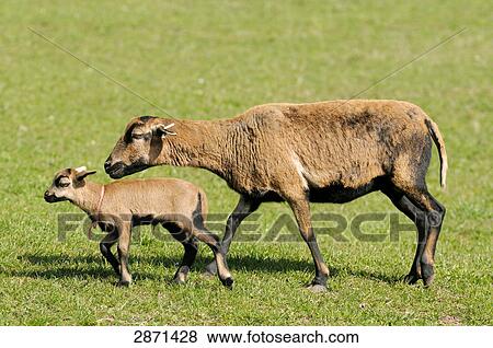 Stock Photo - Close-up of cameroon sheep walking with its lamb in field, Franconia, Bavaria, Germany . Fotosearch