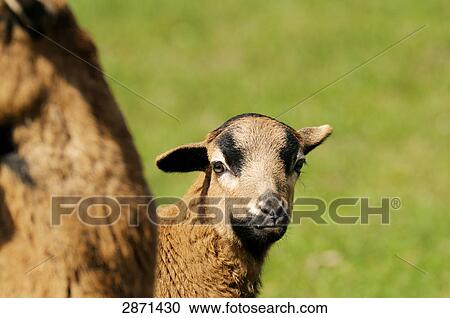Stock Image - Close-up of cameroon sheep with its lamb in field, Franconia, Bavaria, Germany . Fotosearch