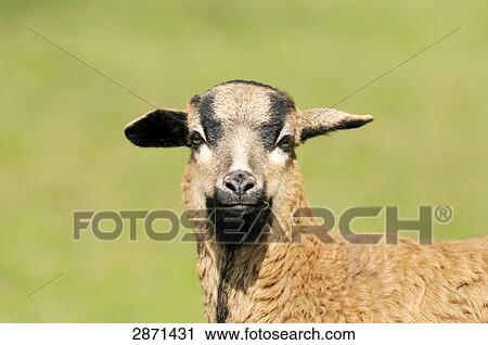 Close-up of cameroon sheep's lamb in field, Franconia, Bavaria, Germany View Large Photo Image Stock Image - Close-up of cameroon sheep's lamb in field, Franconia, Bavaria, Germany . Fotosearch