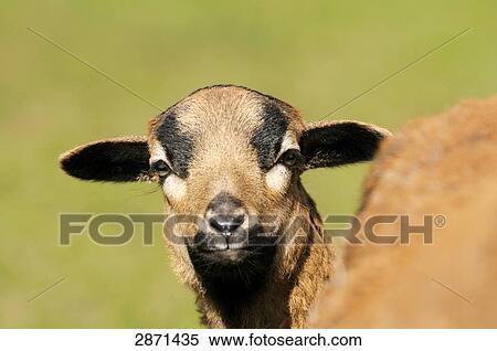 Close-up of cameroon sheep's lamb in field, Franconia, Bavaria, Germany View Large Photo Image Stock Photography - Close-up of cameroon sheep's lamb in field, Franconia, Bavaria, Germany . Fotosearch