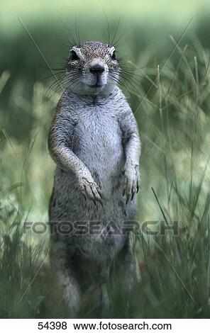 Close-up of Cape Ground Squirrel (Xerus inauris) standing in grass View Large Photo Image Stock Photo - Close-up of Cape Ground Squirrel (Xerus inauris) standing in grass . Fotosearch