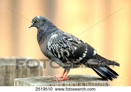 Close-up of Carrier pigeon View Large Photo Image Stock Image - Close-up of Carrier pigeon . Fotosearch