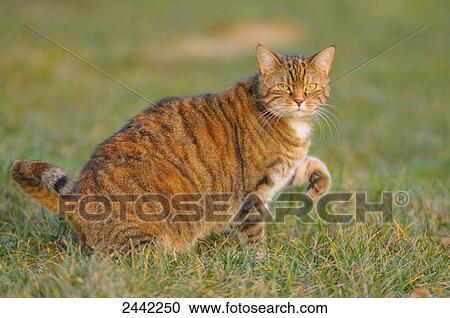 Close-up of cat in field View Large Photo Image Stock Image - Close-up of cat in field . Fotosearch