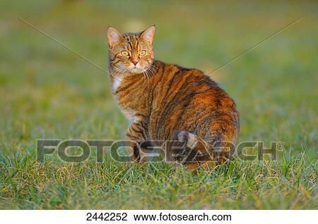 Stock Image - Close-up of cat in field . Fotosearch