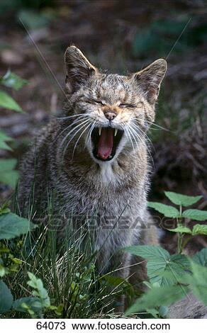 Stock Image - Close-up of cat yawning in forest . Fotosearch