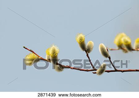 Stock Photo - Close-up of catkins of Willow tree . Fotosearch