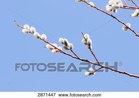 Close-up of catkins of Willow tree View Large Photo Image Stock Photo - Close-up of catkins of Willow tree . Fotosearch
