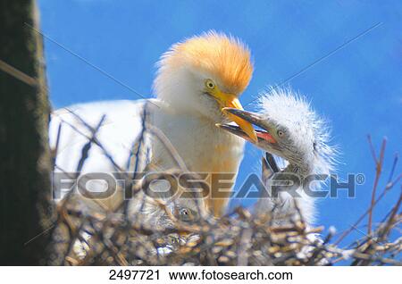 Stock Image - Close-up of Cattle egret (Bubulcus ibis) feeding to its chick . Fotosearch