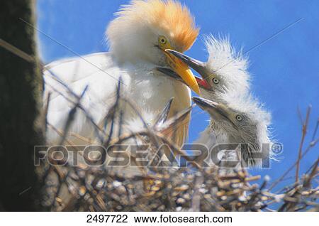 Close-up of Cattle egret (Bubulcus ibis) feeding to its chick View Large Photo Image Stock Image - Close-up of Cattle egret (Bubulcus ibis) feeding to its chick . Fotosearch