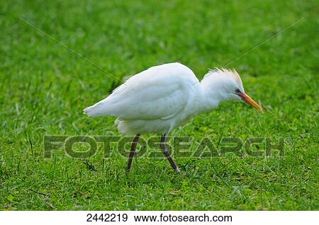Stock Photo - Close-up of Cattle egret (Bubulcus ibis) walking in field . Fotosearch