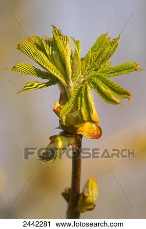 Stock Image - Close-up of chestnut tree's leaves . Fotosearch