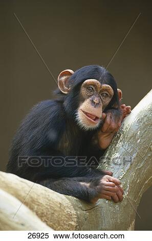 Close-up of Chimpanzee (Pan troglodytes) on tree View Large Photo Image Stock Photography - Close-up of Chimpanzee (Pan troglodytes) on tree . Fotosearch