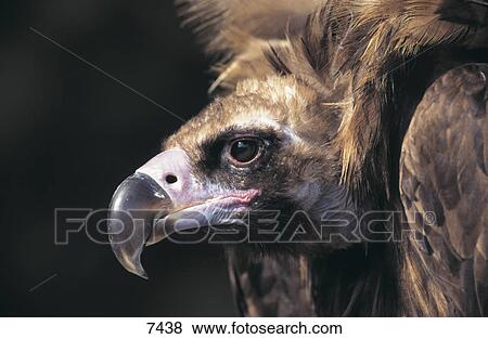 Close-up of Cinereous Vulture (Aegypius monachus) View Large Photo Image Stock Photo - Close-up of Cinereous Vulture (Aegypius monachus) . Fotosearch
