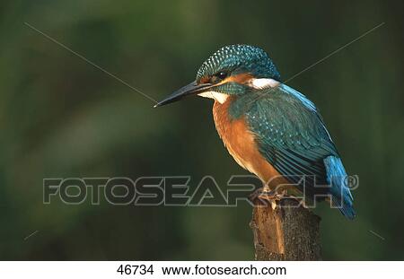 Picture - Close-up of Common Kingfisher (Alcedo atthis) bird perching on branch, Germany . Fotosearch