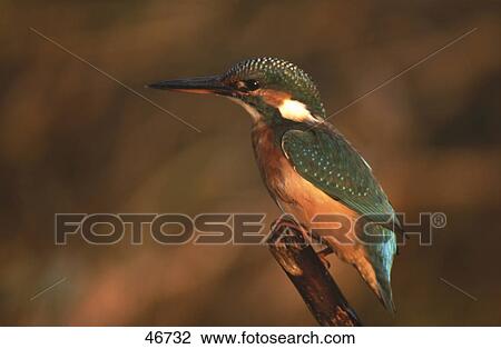 Close-up of Common Kingfisher (Alcedo atthis) bird perching on branch, Germany View Large Photo Image Stock Image - Close-up of Common Kingfisher (Alcedo atthis) bird perching on branch, Germany . Fotosearch