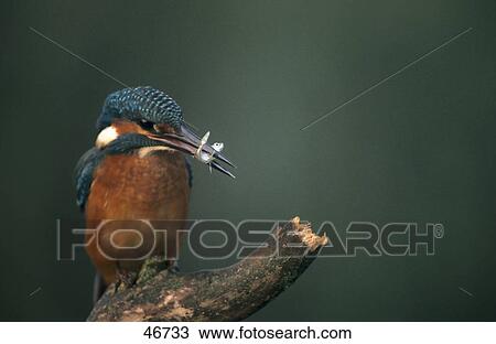 Stock Image - Close-up of Common Kingfisher (Alcedo atthis) bird perching on branch with insect in its beak, Germany . Fotosearch
