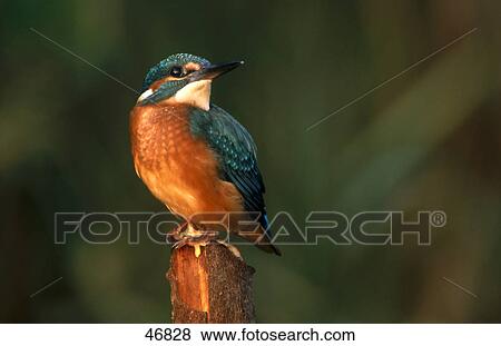 Stock Photo - Close-up of Common Kingfisher (Alcedo atthis) bird on wooden post, Germany . Fotosearch