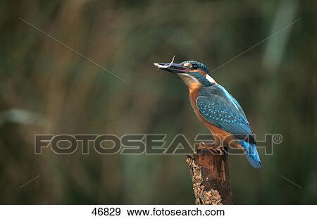 Stock Photo - Close-up of Common Kingfisher (Alcedo atthis) bird on wooden post, Germany . Fotosearch