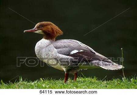 Stock Photography - Close-up of Common Merganser (Mergus merganser) in field, Bavaria, Germany . Fotosearch