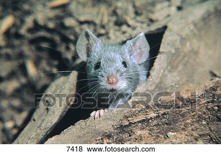 Close-up of Common mouse (Mus musculus) in den View Large Photo Image Stock Photo - Close-up of Common mouse (Mus musculus) in den . Fotosearch