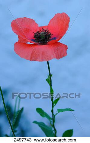 Stock Image - Close-up of Corn poppy (Papaver rhoeas) flower, Austria . Fotosearch