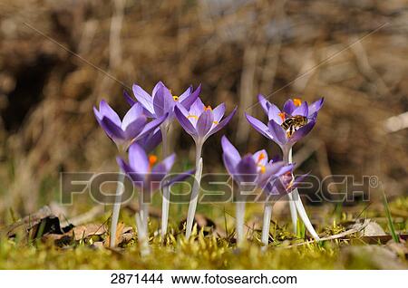 Close-up of crocus flowers blooming in field, Franconia, Bavaria, Germany View Large Photo Image Picture - Close-up of crocus flowers blooming in field, Franconia, Bavaria, Germany . Fotosearch