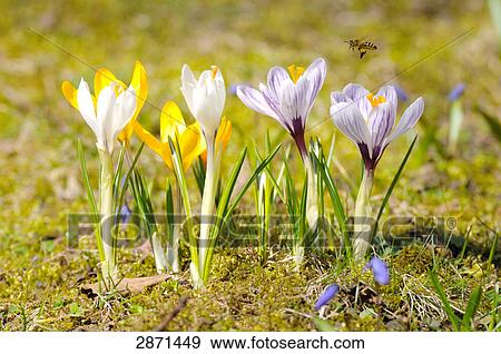 Stock Photo - Close-up of crocus flowers blooming in field, Franconia, Bavaria, Germany . Fotosearch