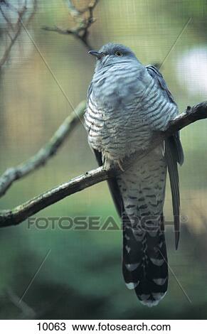 Stock Image - Close-up of cuckoo bird perching on branch, Bavarian Forest National Park, Bavaria, Germany . Fotosearch
