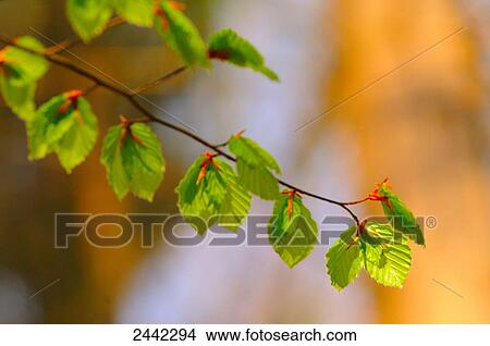 Picture - Close-up of deciduous tree's leaves, Germany . Fotosearch